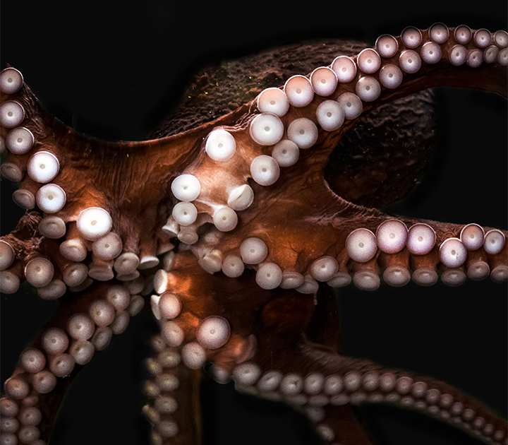 Close up of underside of octopus, showing suckers on limbs