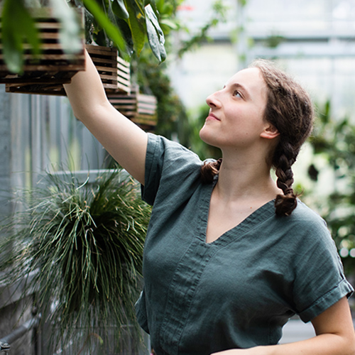 Ava Kloss-Schmidt working in the UW Biology Greenhouse.